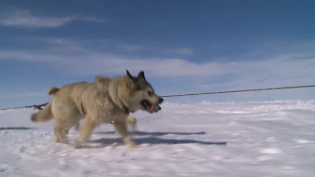 雪橇犬一组跑视频素材