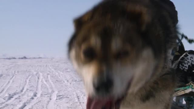 雪橇犬一组跑视频素材