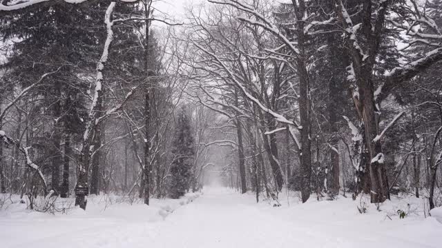 大雪覆盖了森林里的小路视频素材