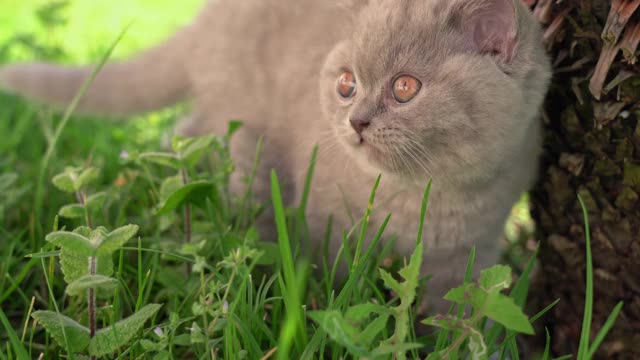 英国小垂耳小猫在花园里嚼绿草。阳光明媚的一天。视频素材