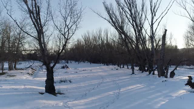 无人机拍摄的雪树间的河流。西班牙视频素材