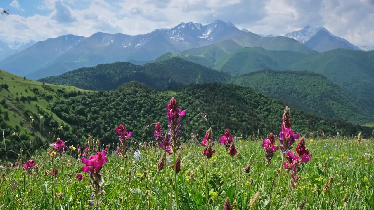 有盛开的草地的山地景观视频素材