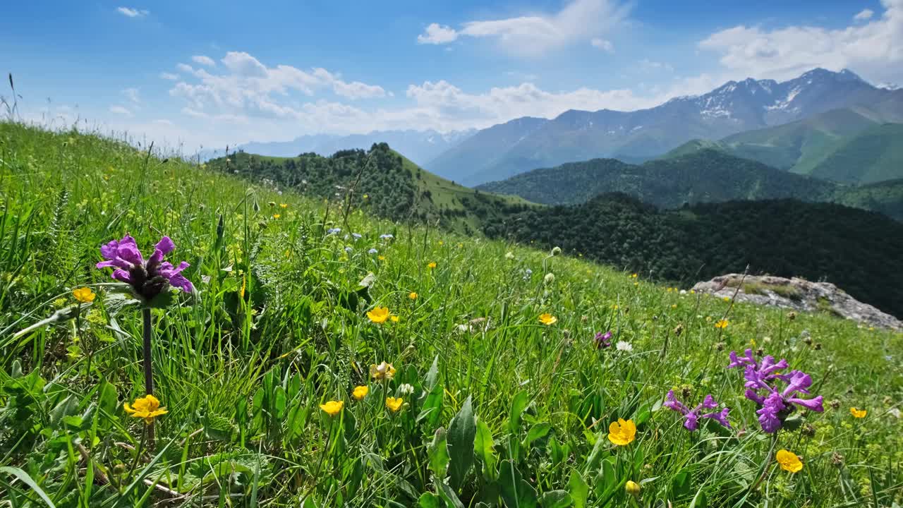 有盛开的草地的山地景观视频素材