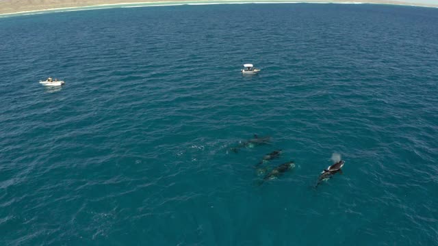 空中拍摄一群虎鲸，它们用小船、海岸线和蓝色的海水冲破水面视频素材