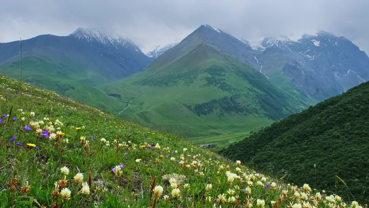 有盛开的草地的山地景观视频素材