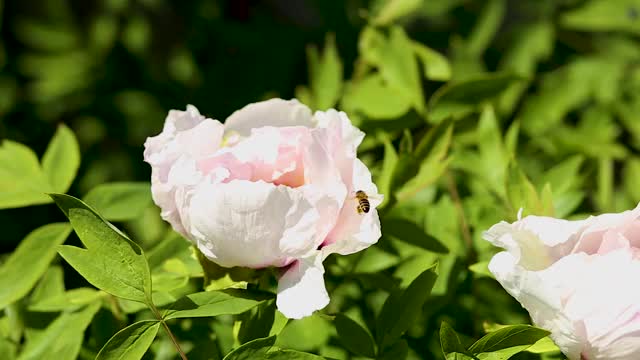 蜜蜂飞蜜蜂在采集牡丹花蜜视频素材