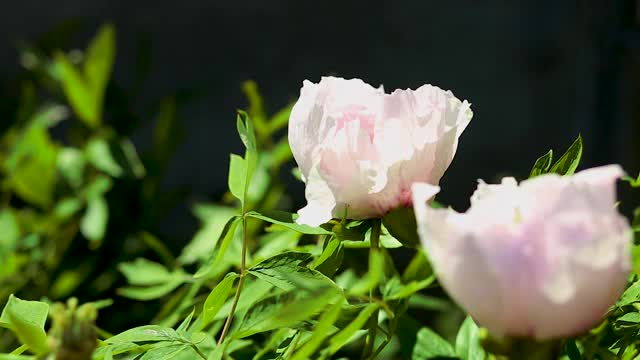 蜜蜂飞蜜蜂在采集牡丹花蜜视频素材