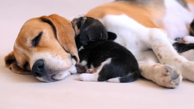 狗妈妈给小猎犬喂食视频素材