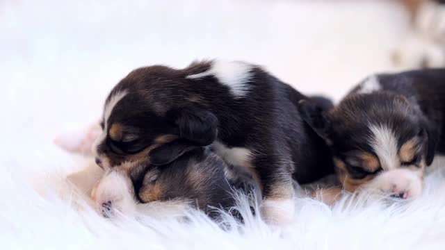 小猎犬新生儿睡觉视频素材