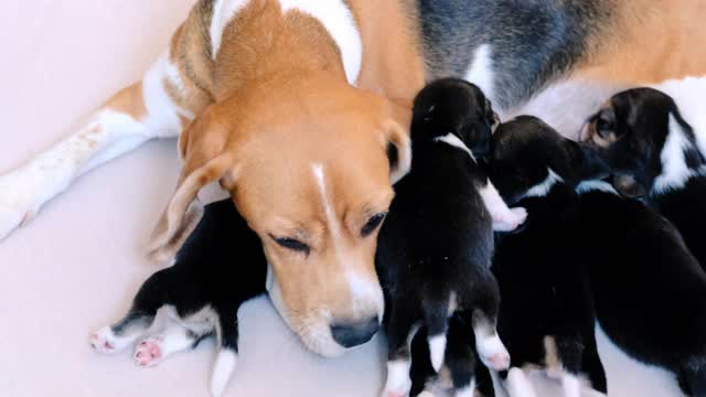 狗妈妈给小猎犬喂食视频素材