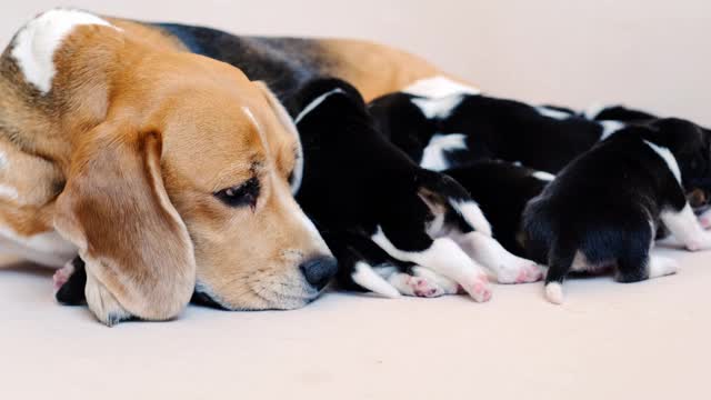 小猎犬和它的幼崽视频素材