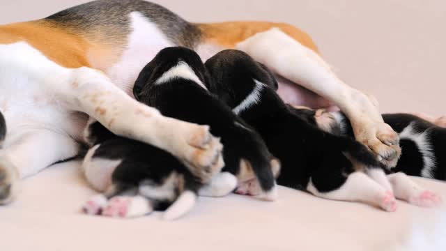 狗妈妈给小猎犬喂食视频素材