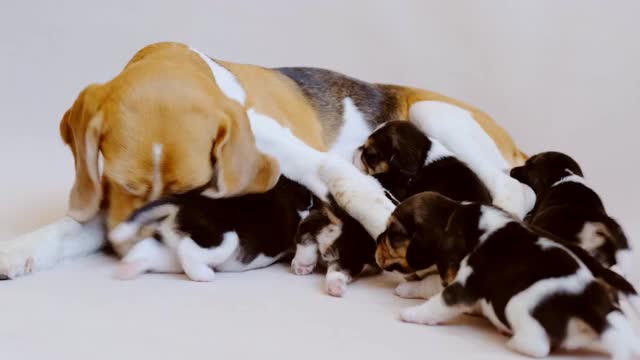 小猎犬和它的幼崽视频素材