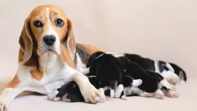 小猎犬和它的幼崽视频素材