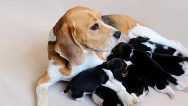 狗妈妈给小猎犬喂食视频素材