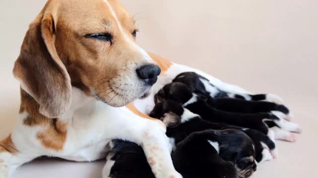 狗妈妈给小猎犬喂食视频素材