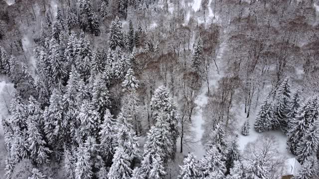 冬季森林鸟瞰图视频素材