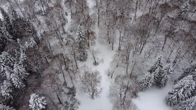 冬季森林鸟瞰图视频素材