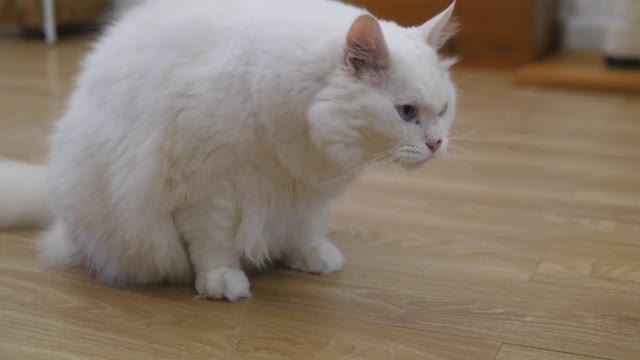 猫舔爪子视频素材