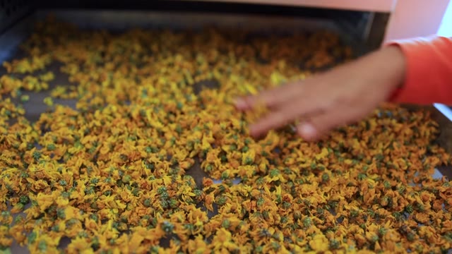 菊花干燥过程采用恒温培养机。视频素材画面1