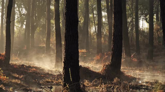 法国新阿基坦的兰德斯森林。视频素材