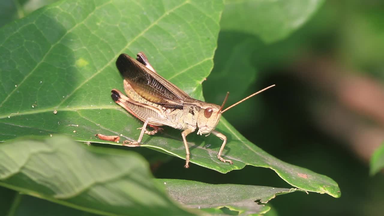 希拉基亚克里斯·希拉基（蝗虫）视频素材