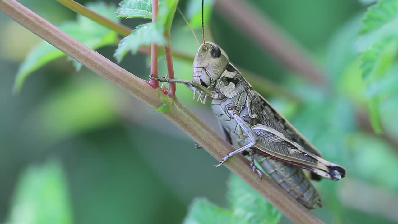 Patanga粳稻(蝗虫)视频素材