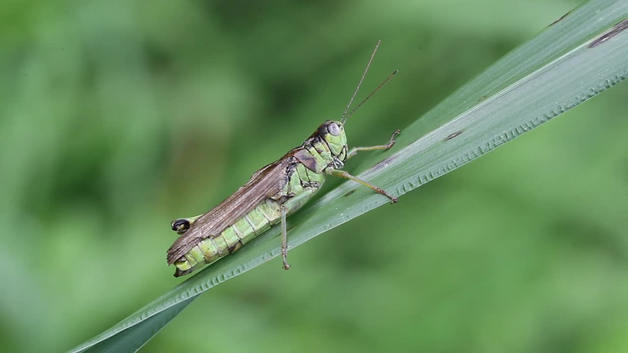 希拉基亚克里斯·希拉基（蝗虫）视频素材