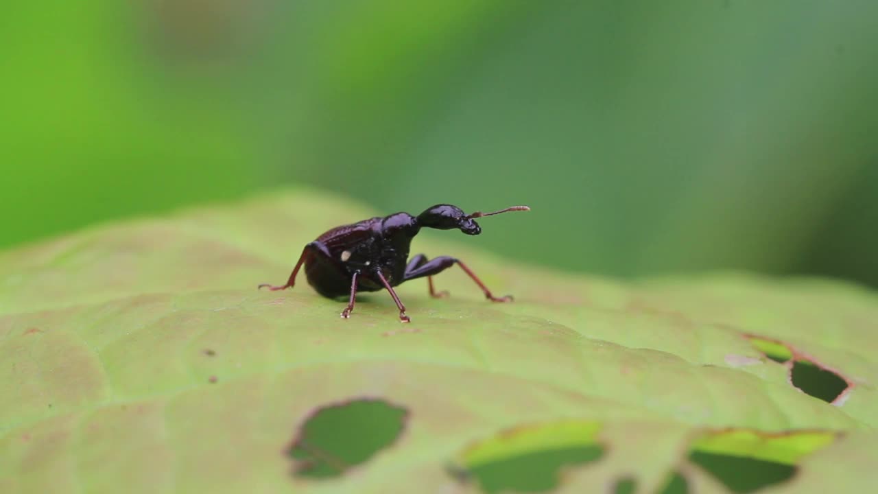 长蜂胶视频素材