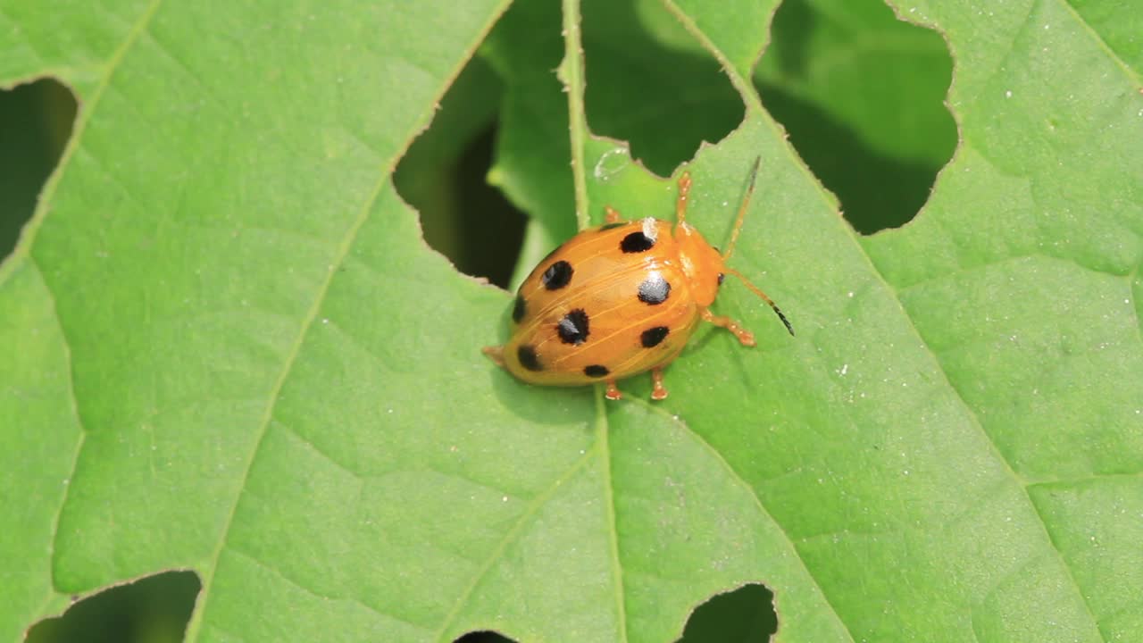 Lema decempunctata(活甲虫)视频素材