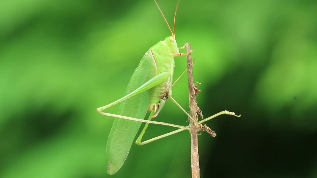 泰蒂戈尼亚·多利索普泰拉·多利索普泰拉（凯蒂迪德）视频素材