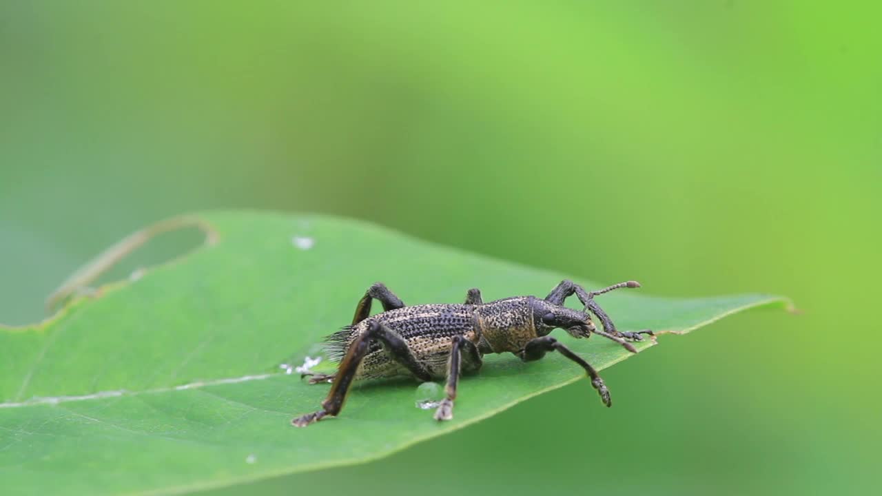 象鼻虫(象甲)视频素材