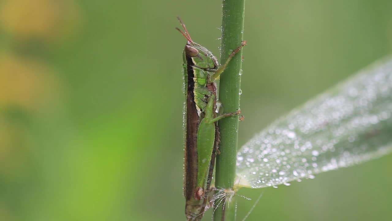 蚱蜢视频素材