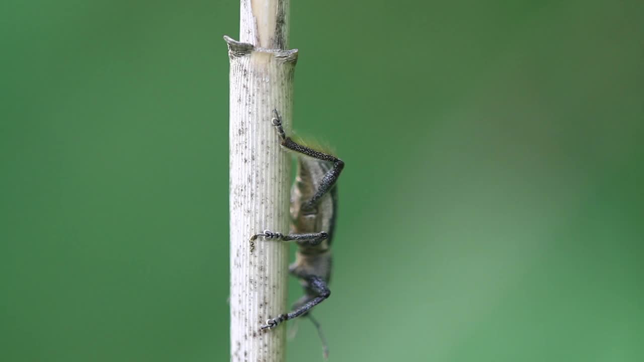 象鼻虫(象甲)视频素材