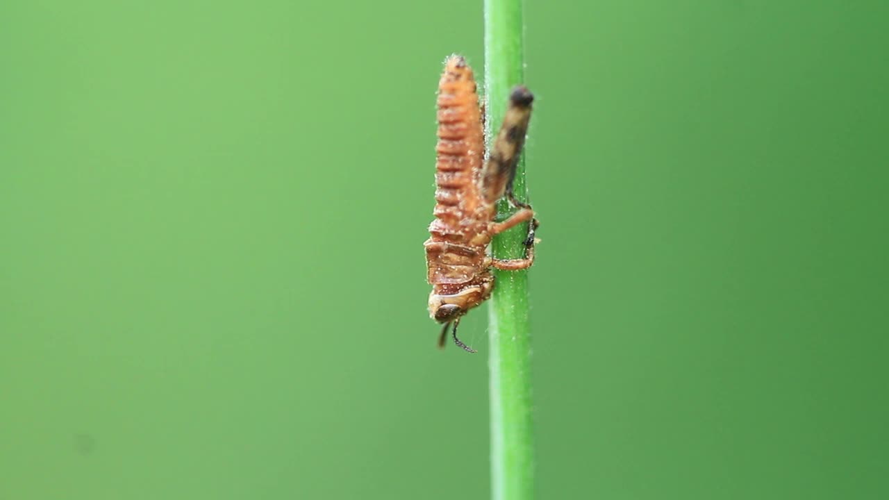 蝗虫的幼虫视频素材