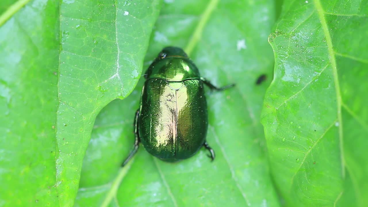 6月甲虫视频素材