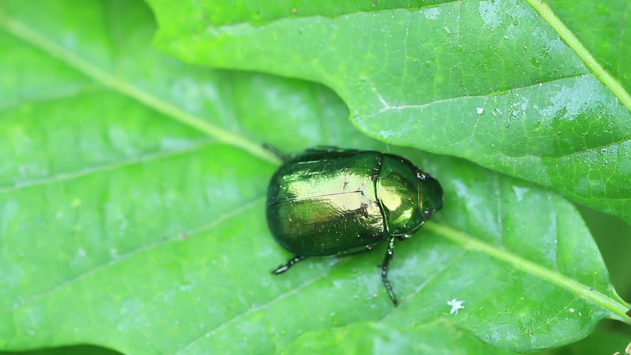 6月甲虫视频素材