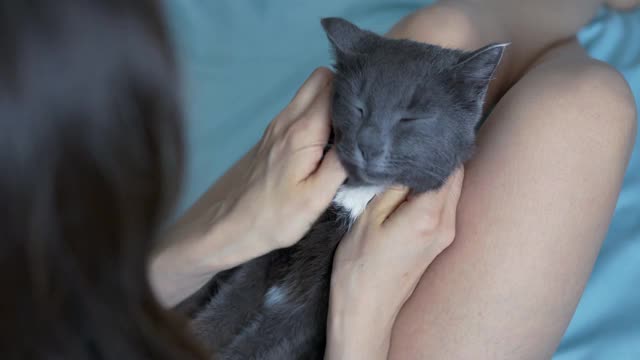 小女孩抚摸着她最喜欢的灰猫视频素材