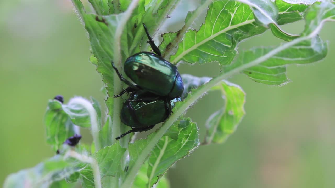 6月甲虫视频素材