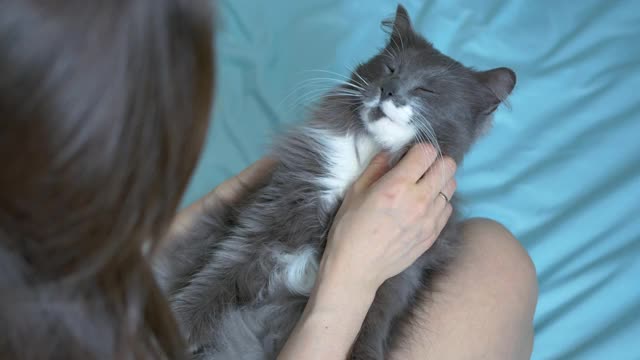 女孩抓了一只灰猫的脖子视频素材