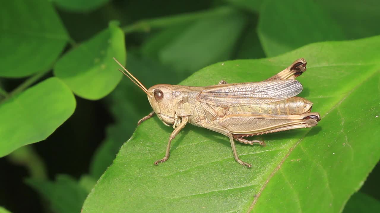 希拉基亚克里斯·希拉基（蝗虫）视频素材