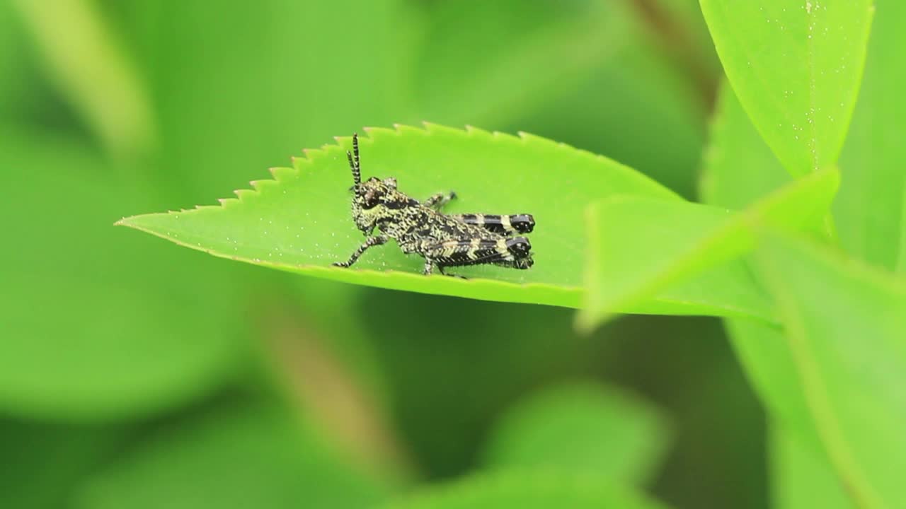 蝗虫的幼虫视频素材