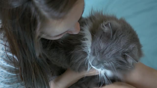 女孩拥抱并亲吻一只灰色的猫视频素材