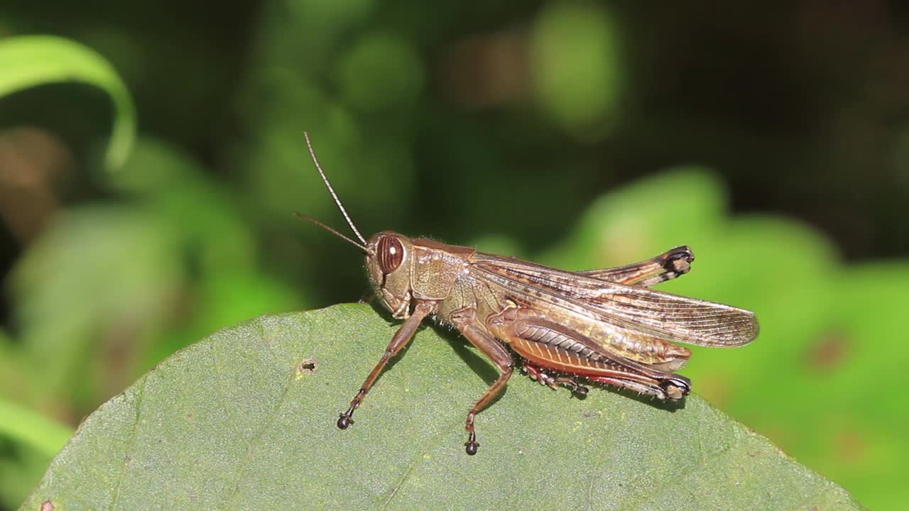 希拉基亚克里斯·希拉基（蝗虫）视频素材