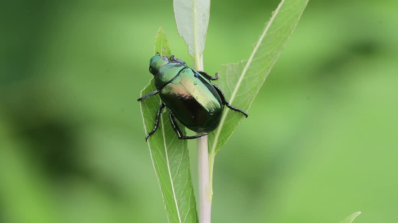 6月甲虫视频素材