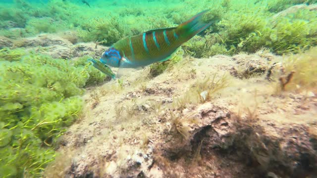 一种华丽的濑鱼(Thalassoma pavo)，可以在东大西洋和地中海的岩石海岸发现。也被普遍认为是一种游戏鱼视频素材