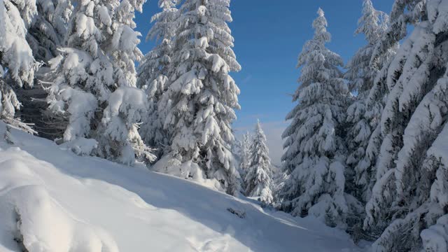 摄影:冬日森林——白天，阳光在白雪覆盖的树木间闪耀视频素材