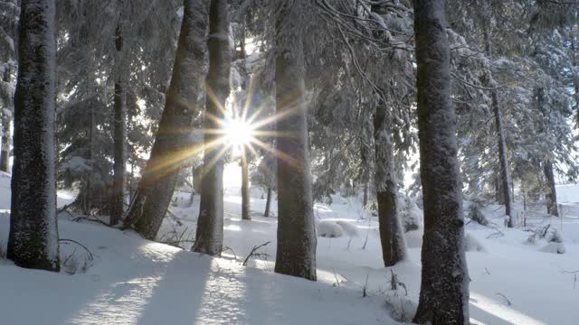 摄影:冬日森林——白天，阳光在白雪覆盖的树木间闪耀视频素材