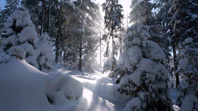 摄影:冬日森林——白天，阳光在白雪覆盖的树木间闪耀视频素材