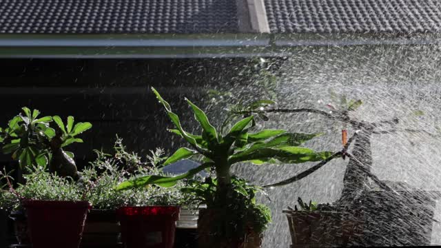 盆景植物浇水视频素材